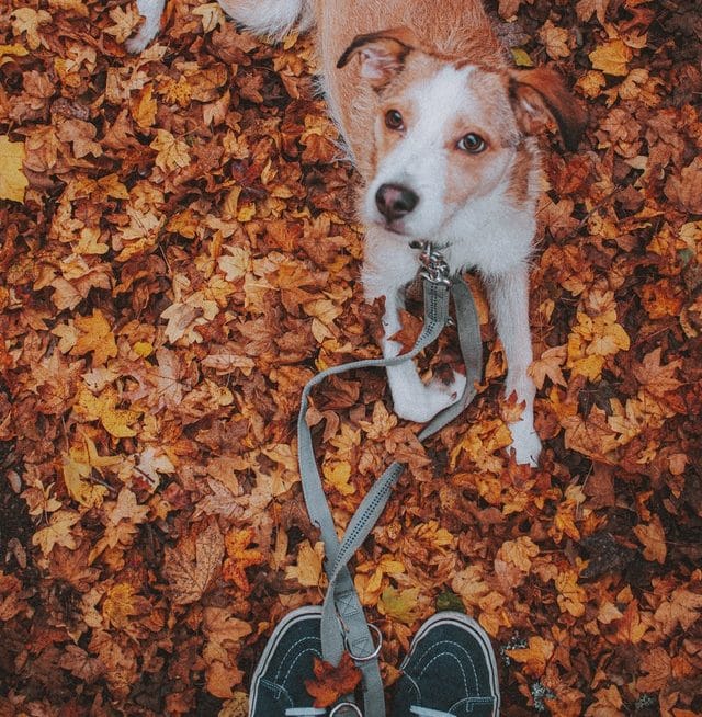 Dog looking up at owner from autumn leaves